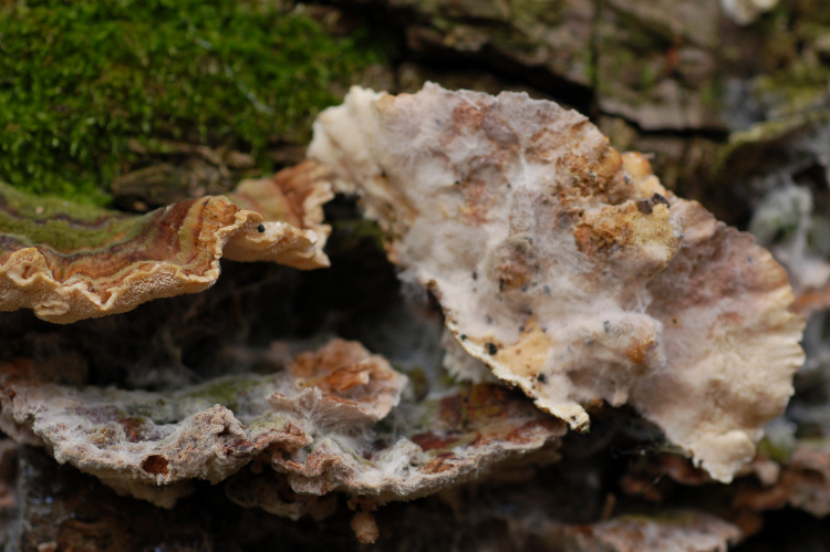 Trametes versicolor parassitizzato